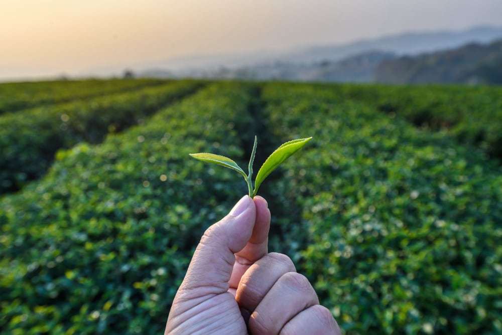 Các loại trà thảo mộc