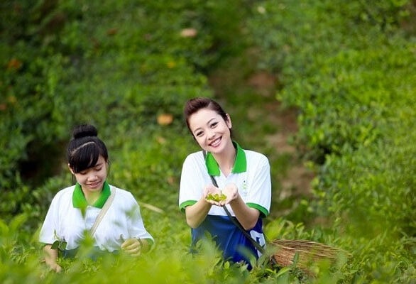 Các loại trà xanh