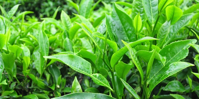 Các loại trà xanh