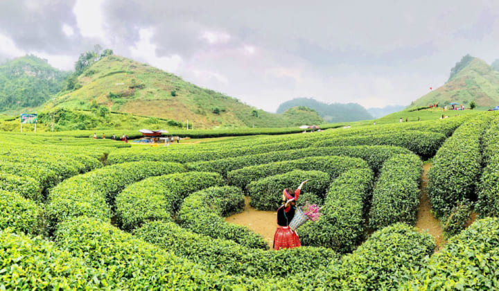 Đặc điểm sinh thái của cây chè