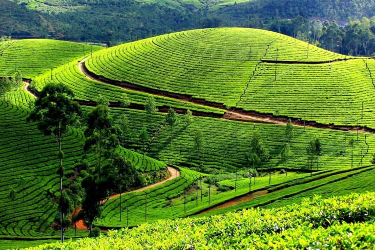 Đặc điểm sinh thái của cây chè