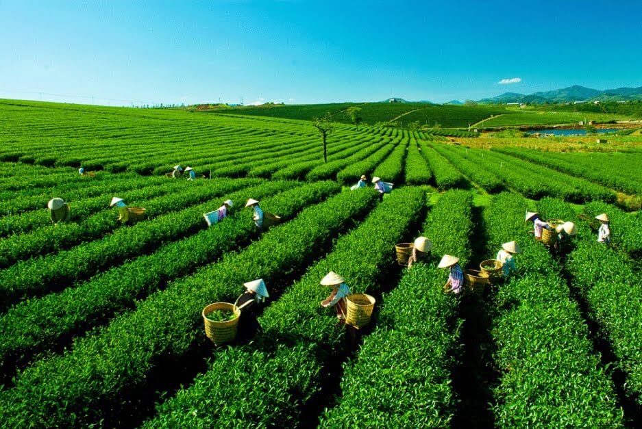 các loại trà đen ngon