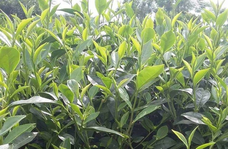 Đặc điểm sinh thái của cây chè