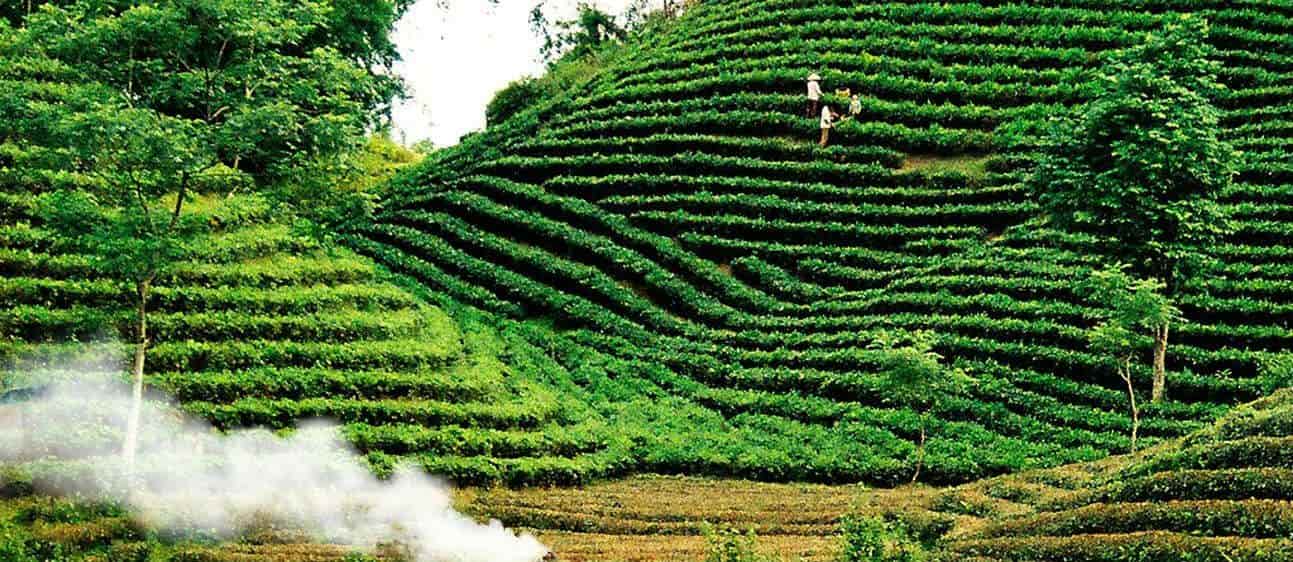 Bảng Giá Trà Thái Nguyên, Giá Chè Thái Nguyên Hôm Nay