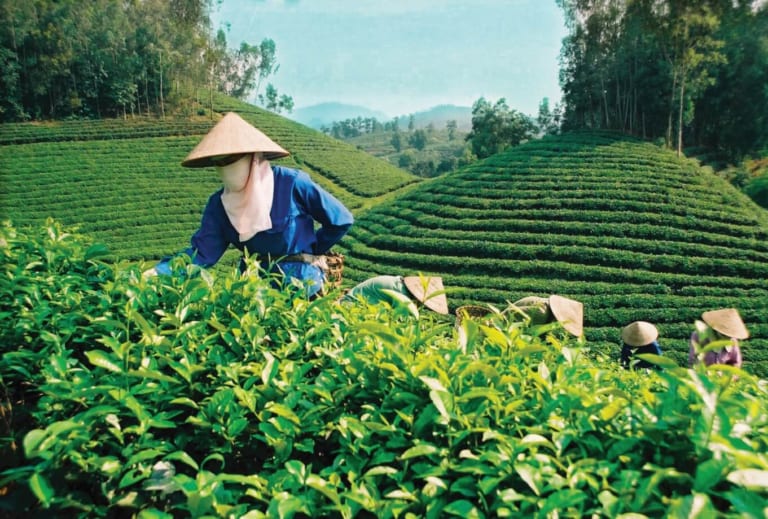 Đặc điểm sinh thái của cây chè