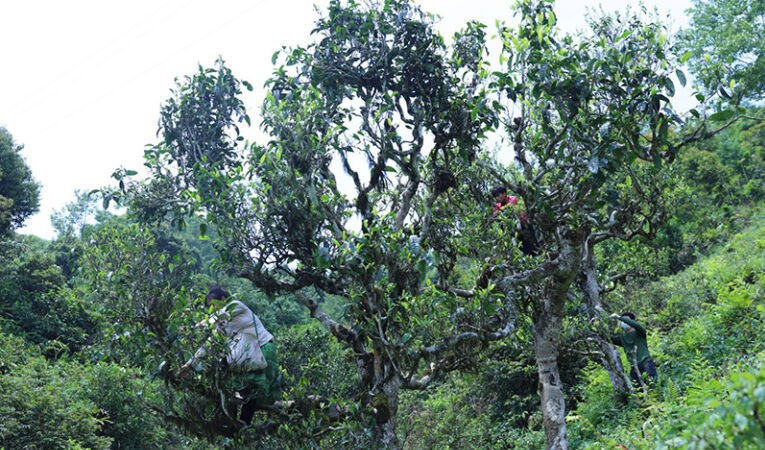 Trà Phổ Nhĩ (Puer Tea)