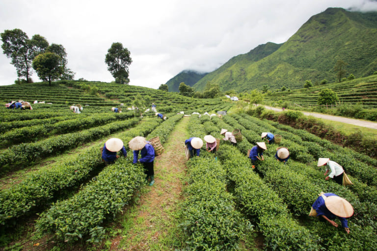 Đặc điểm sinh thái của cây chè