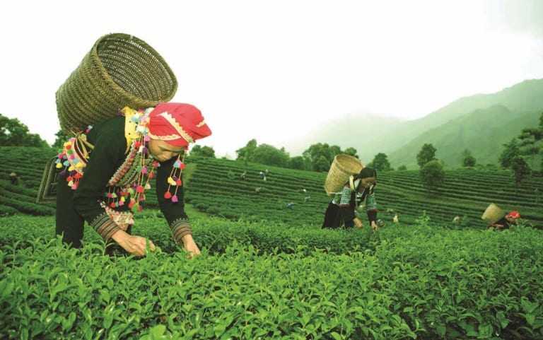 Đặc điểm sinh thái của cây chè