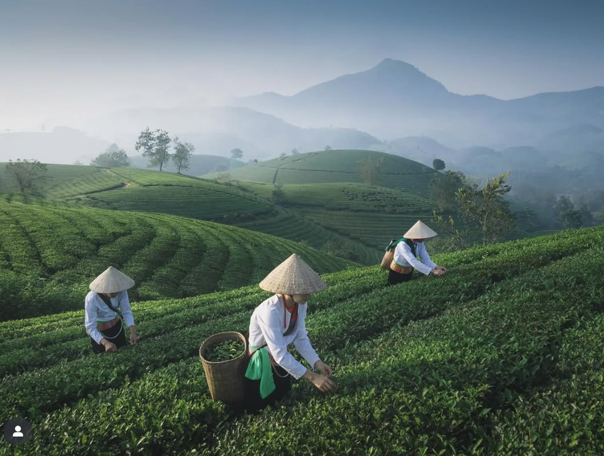Lịch Sử Trà Thái Nguyên – Hành Trình Hơn 100 Năm Gìn Giữ Danh Trà Việt (3)