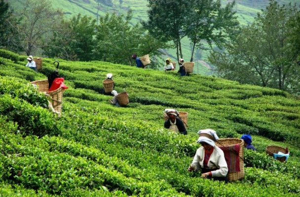 Lịch Sử Trà Thái Nguyên – Hành Trình Hơn 100 Năm Gìn Giữ Danh Trà Việt (3)