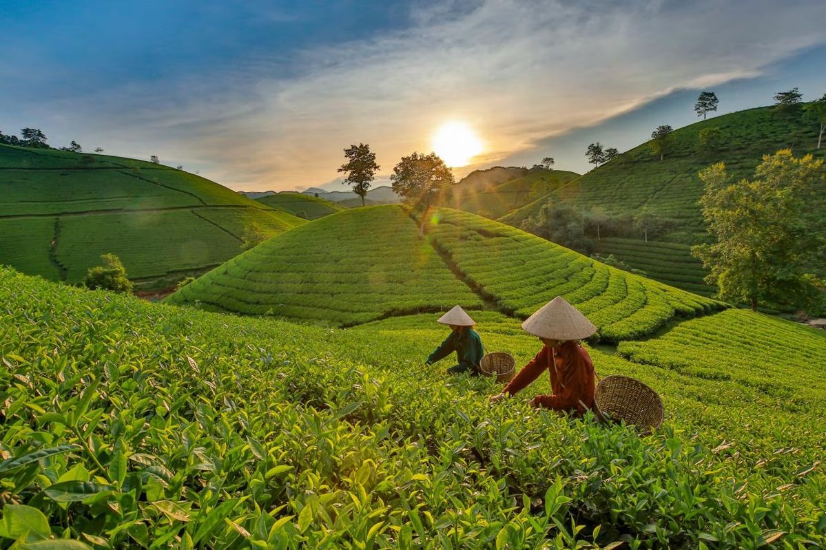 Lịch Sử Trà Thái Nguyên – Hành Trình Hơn 100 Năm Gìn Giữ Danh Trà Việt (3)